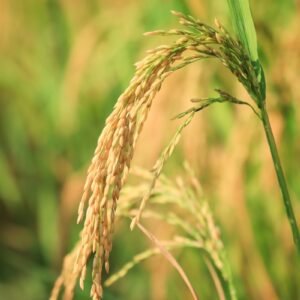 a close up of a plant